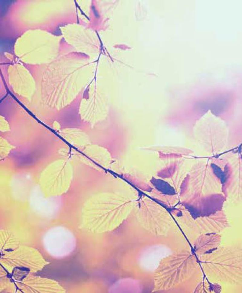 Ρόλερ με Ψηφιακή Εκτύπωση 'Κλαδί με Φύλλα' E460