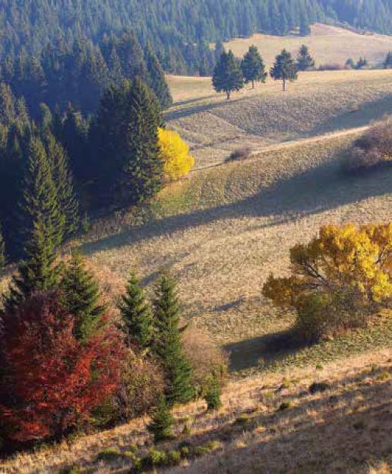 Ρόλερ με Ψηφιακή Εκτύπωση 'Δάσος' E463
