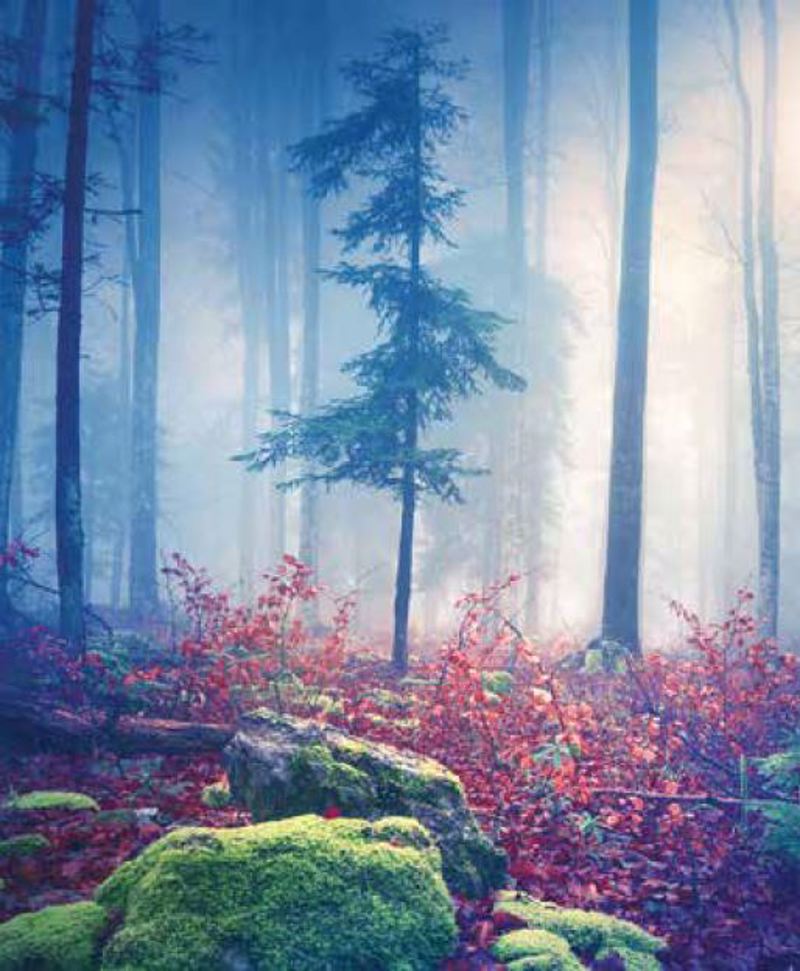 Κουρτίνες, στόρια agiovlasitishome - ΣΗΜΑΝΤΙΚΟ: Σε περίπτωση διαφοράς τιμής από το κατάστημα ισχύει παντα και μόνο η τιμή του καταστήματος Ρόλερ με Ψηφιακή Εκτύπωση 'Τοπίο Στο Δάσος' E466