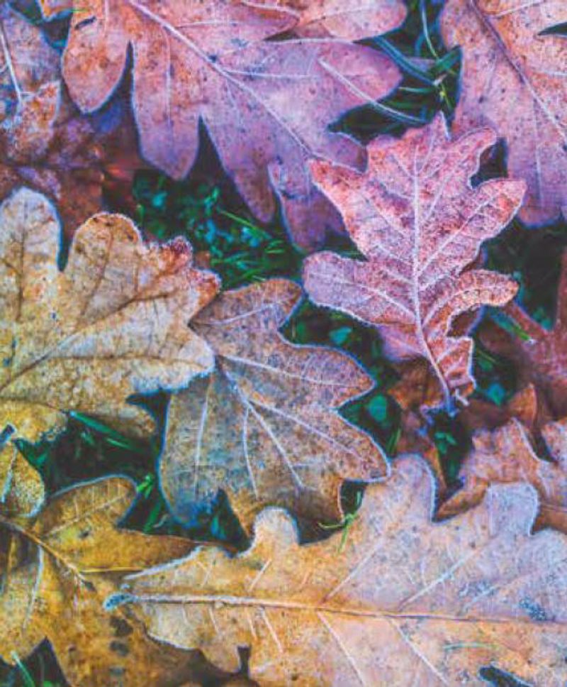 Κουρτίνες, στόρια agiovlasitishome - ΣΗΜΑΝΤΙΚΟ: Σε περίπτωση διαφοράς τιμής από το κατάστημα ισχύει παντα και μόνο η τιμή του καταστήματος Ρόλερ με Ψηφιακή Εκτύπωση 'Φθινοπωρινά Φύλλα' E470