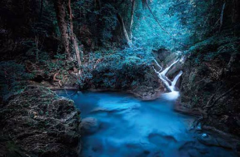 Anartisi - ΣΗΜΑΝΤΙΚΟ: Σε περίπτωση διαφοράς τιμής από το κατάστημα ισχύει παντα και μόνο η τιμή του καταστήματος Ρόλερ με Ψηφιακή Εκτύπωση 'Dark Forest' E484