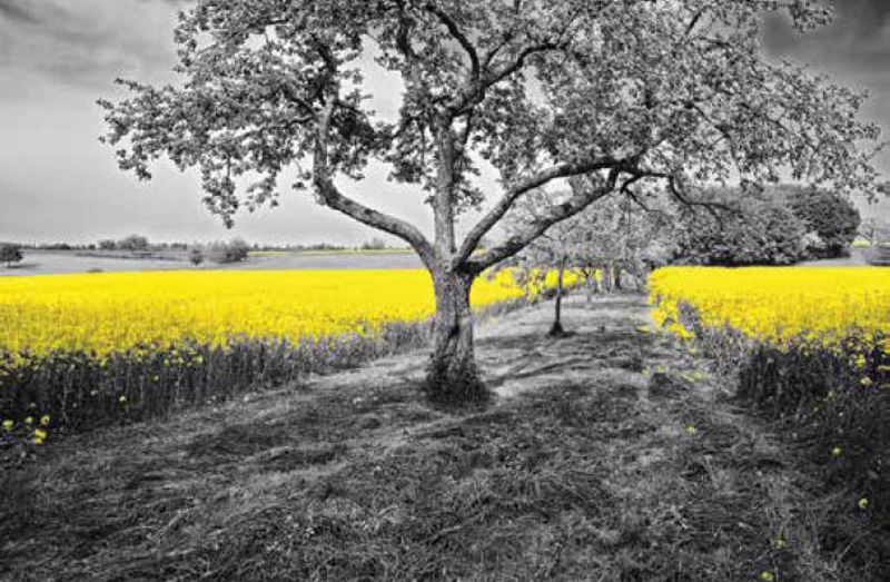 Ρόλερ με Ψηφιακή Εκτύπωση 'Yellow Fields' E486