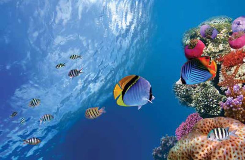 Κουρτίνες, στόρια agiovlasitishome - ΣΗΜΑΝΤΙΚΟ: Σε περίπτωση διαφοράς τιμής από το κατάστημα ισχύει παντα και μόνο η τιμή του καταστήματος Ρόλερ με Ψηφιακή Εκτύπωση 'Τα Χρώματα Του Βυθού' E487