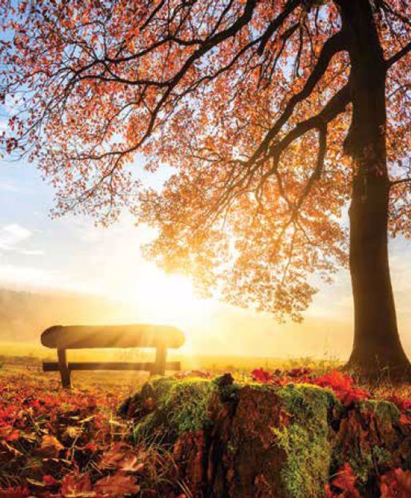 Κουρτίνες, στόρια agiovlasitishome - ΣΗΜΑΝΤΙΚΟ: Σε περίπτωση διαφοράς τιμής από το κατάστημα ισχύει παντα και μόνο η τιμή του καταστήματος Ρόλερ με Ψηφιακή Εκτύπωση 'Autumn Morning' E491