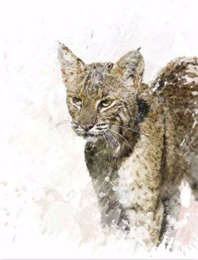 Ρόλερ με Ψηφιακή Εκτύπωση 'Αγριόγατα' E549