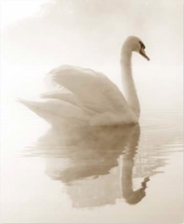 ΡΟΛΕΡ ΜΕ ΨΗΦΙΑΚΗ ΕΚΤΥΠΩΣΗ 'ΚΥΚΝΟΣ' E175