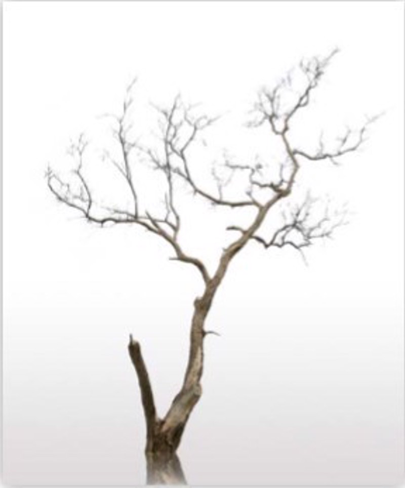 ΡΟΛΕΡ ΜΕ ΨΗΦΙΑΚΗ ΕΚΤΥΠΩΣΗ 'ΚΟΡΜΟΣ ΔΕΝΤΡΟΥ' E177