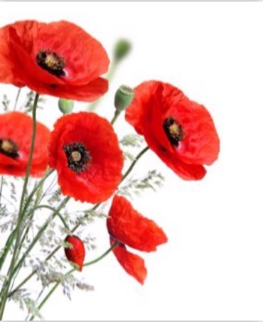 ΡΟΛΕΡ ΜΕ ΨΗΦΙΑΚΗ ΕΚΤΥΠΩΣΗ 'ΠΑΠΑΡΟΥΝΕΣ' E183