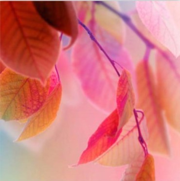 ΡΟΛΕΡ ΜΕ ΨΗΦΙΑΚΗ ΕΚΤΥΠΩΣΗ 'ΦΥΛΛΑ' E188