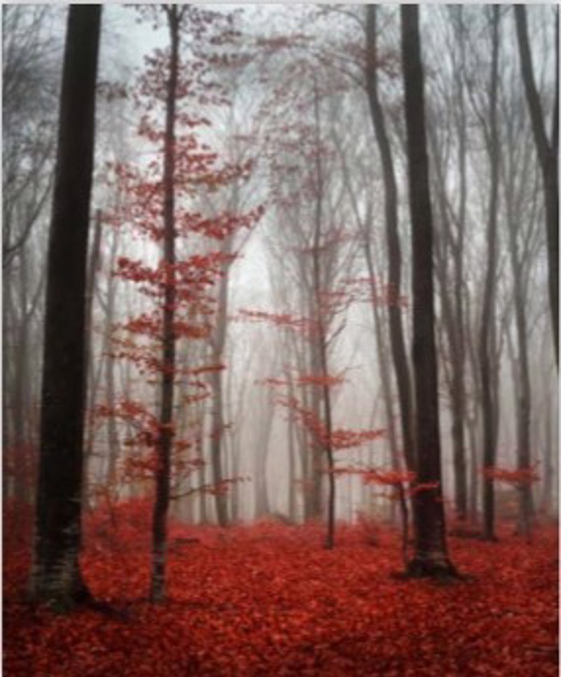 ΡΟΛΕΡ ΜΕ ΨΗΦΙΑΚΗ ΕΚΤΥΠΩΣΗ 'ΔΕΝΤΡΑ' E216