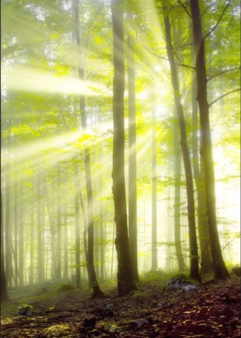 Anartisi - ΣΗΜΑΝΤΙΚΟ: Σε περίπτωση διαφοράς τιμής από το κατάστημα ισχύει παντα και μόνο η τιμή του καταστήματος ΡΟΛΕΡ ΜΕ ΨΗΦΙΑΚΗ ΕΚΤΥΠΩΣΗ 'ΔΕΝΤΡΑ' E217