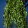 Supergreens Texniti Kremasti Fteri Bracken Prasini Skouri 90cm 1551-7