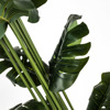 Supergreens Texnito Dentro Monstera 200cm 2880-6
