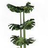 Supergreens Texnito Dentro Monstera 200cm 2880-6