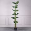 Supergreens Texnito Dentro Monstera 200cm 2880-6