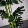 Supergreens Texnito Dentro Monstera 200cm 2880-6