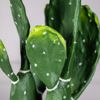 Supergreens Texnito Futo Fraggosukia Albitel 60cm 3780-6