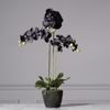 Supergreens Texnito Futo Orxidea Phalaenopsis Real Touch Mavri me Basi Moss 85cm 5170-6