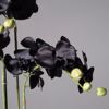 Supergreens Texnito Futo Orxidea Phalaenopsis Real Touch Mavri me Basi Moss 85cm 5170-6