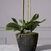 Supergreens Texnito Futo Orxidea Phalaenopsis Real Touch Mavri me Basi Moss 85cm 5170-6