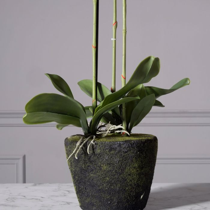 Supergreens Texnito Futo Orxidea Phalaenopsis Real Touch Mavri me Basi Moss 85cm 5170-6