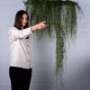 Supergreens Texniti Kremasti Ripsalida Baccifera Prasini Skouri 90cm 5551-7