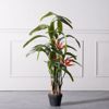 Supergreens Texnito Dentro Strelizia Reginas Kokkini 130cm 2350-6