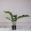 Supergreens Texnito Futo Zamia 80cm 5450-6