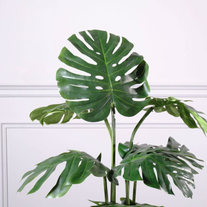 Supergreens Texnito Dentro Monstera 120cm 8450-6