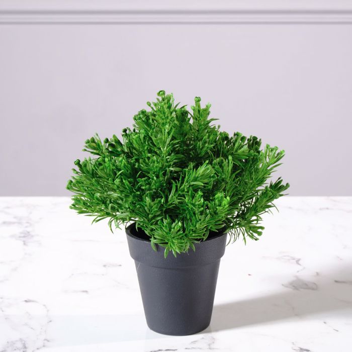 Supergreens Texnito Futo Aromatiko 20cm 8650-6