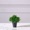 Supergreens Texnito Futo Aromatiko 20cm 8650-6