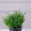 Supergreens Texnito Futo Aromatiko 17cm 9650-6