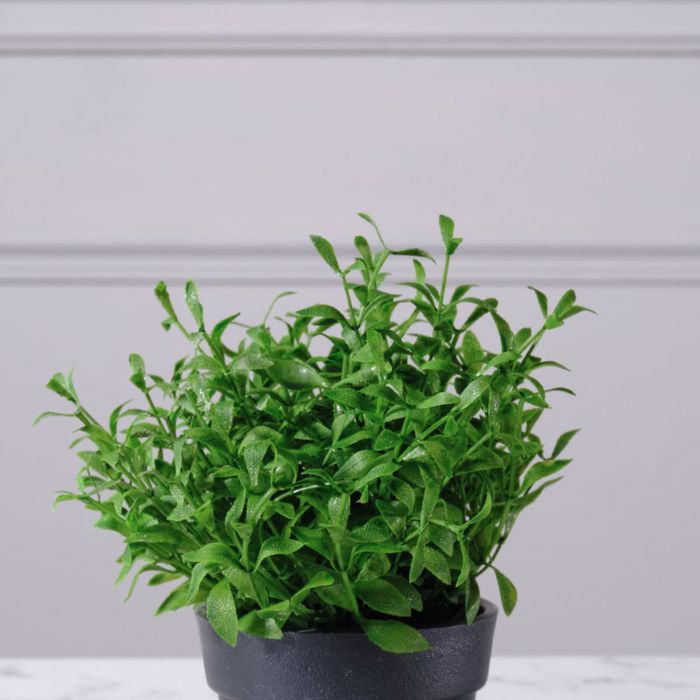 Supergreens Texnito Futo Aromatiko 17cm 9650-6