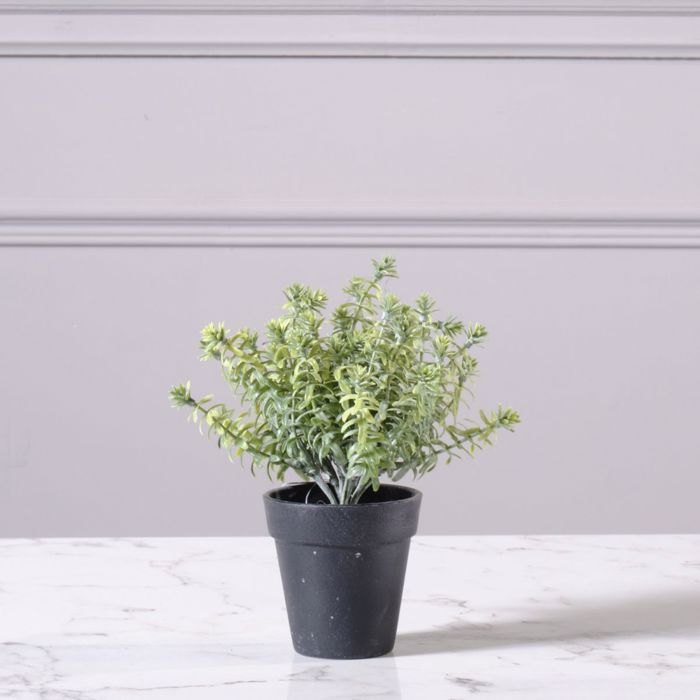 Supergreens Texnito Futo Aromatiko 18cm 0750-6