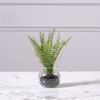 Supergreens Texnito Futo Fteri 20cm 2750-6
