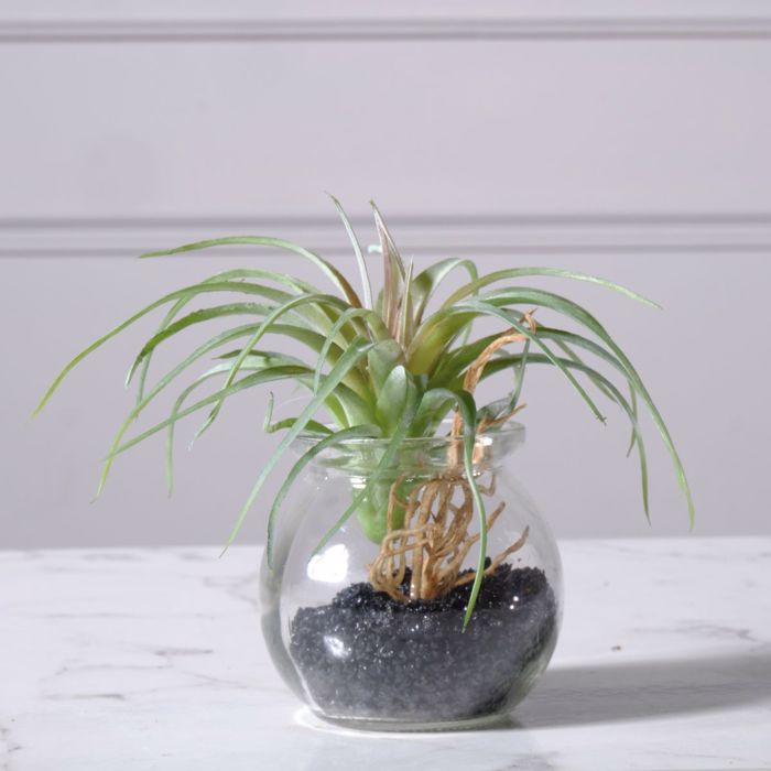 Supergreens Texnito Futo Tilansia 12cm 3750-6