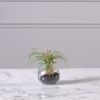 Supergreens Texnito Futo Tilansia 12cm 3750-6
