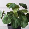 Supergreens Texnito Futo Peperomia Abbreviata 22cm 5160-6