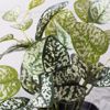 Supergreens Texnito Futo Polka 21cm 7160-6