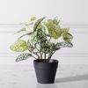 Supergreens Texnito Futo Polka 21cm 7160-6