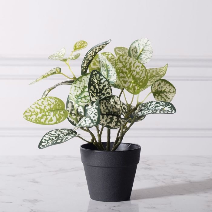 Supergreens Τεχνητό Φυτό Πόλκα 21cm 7160-6 Supergreens Texnito Futo Polka 21cm 7160-6