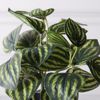 Supergreens Texnito Futo Peperomia Watermelon 25cm 8160-6
