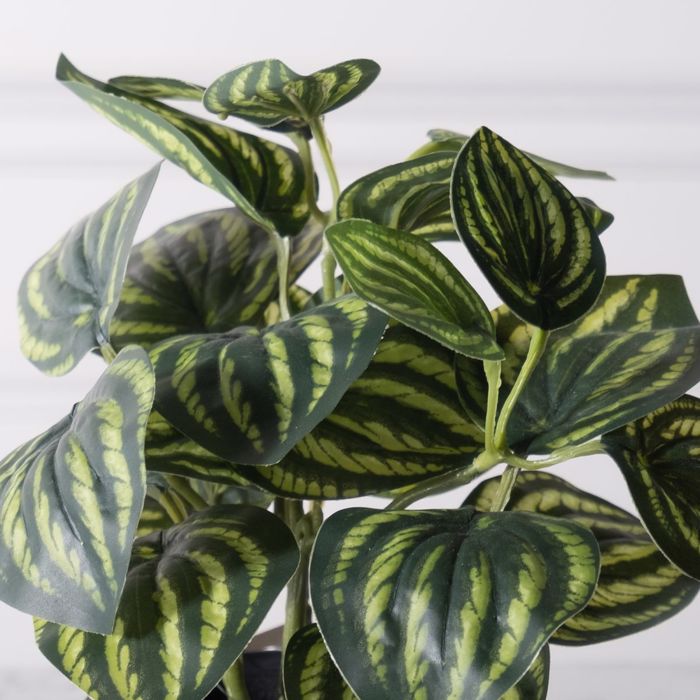 Supergreens Texnito Futo Peperomia Watermelon 25cm 8160-6