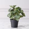 Supergreens Texnito Futo Peperomia Watermelon 25cm 8160-6