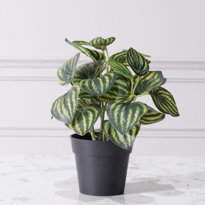 Supergreens Texnito Futo Peperomia Watermelon 25cm 8160-6