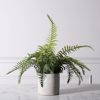 Supergreens Texnito Futo Fteri Ostrich 42cm 1360-6