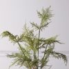 Supergreens Texnito Futo Sparangi Setaceus 50cm 2360-6