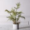 Supergreens Texnito Futo Sparangi Setaceus 50cm 2360-6