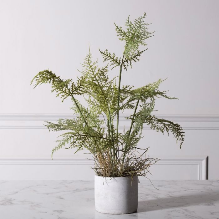Supergreens Texnito Futo Sparangi Setaceus 50cm 2360-6