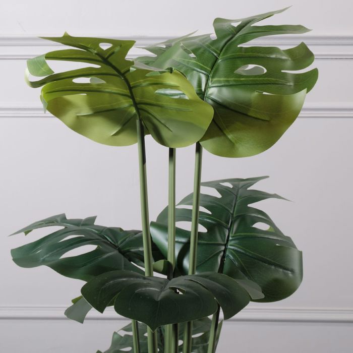 Supergreens Texnito Dentro Monstera 120cm 9560-6